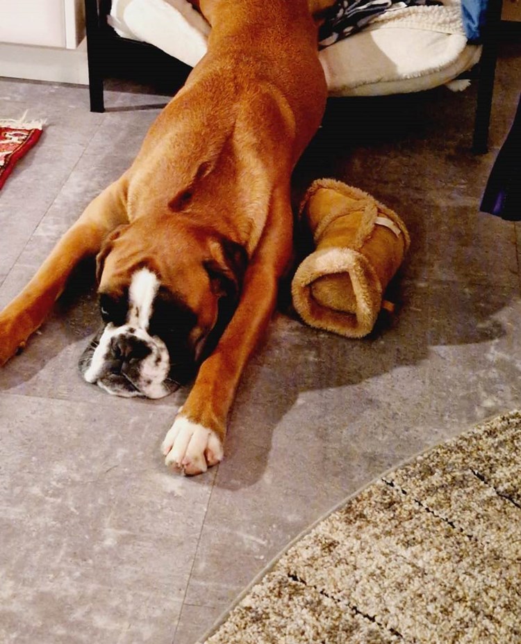 Hund som ligger och vilar