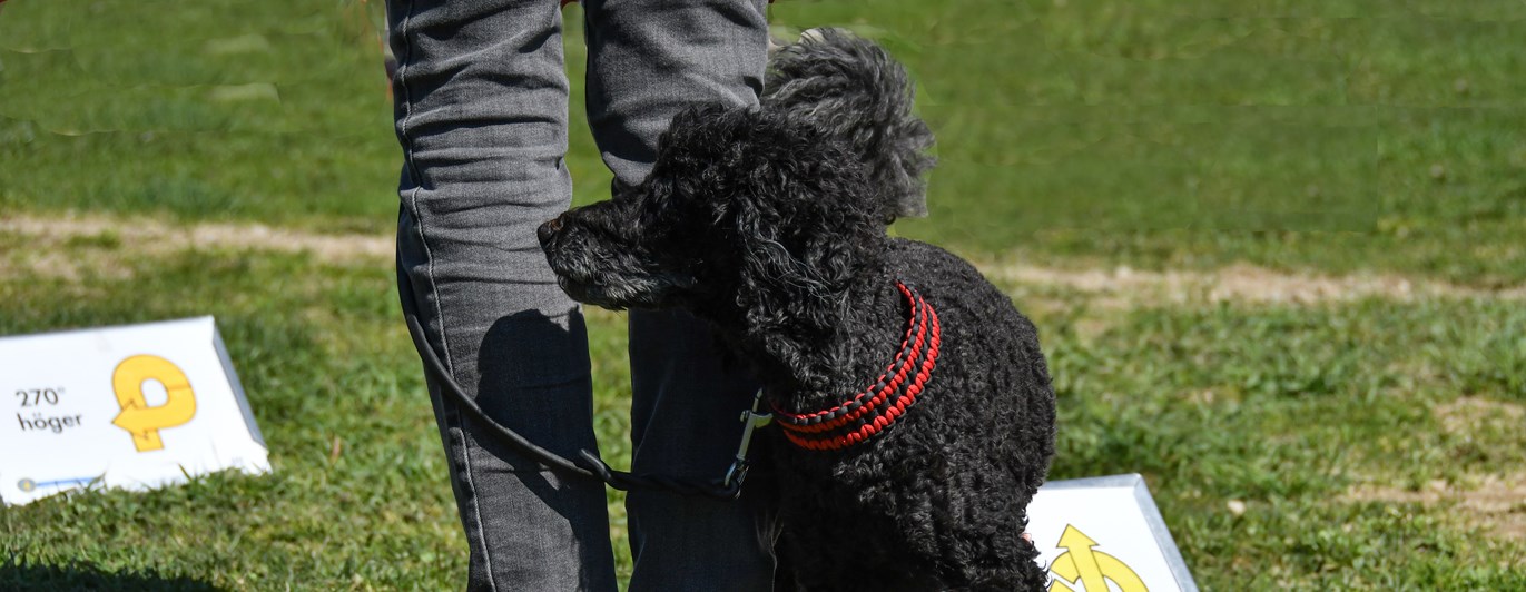 Mellanpudel som går runt föraren