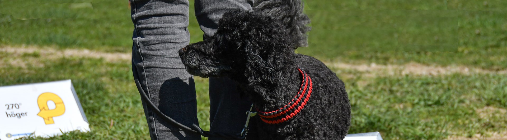 Mellanpudel som går runt föraren