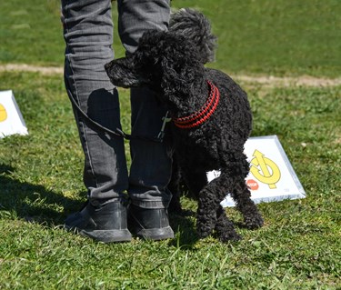 Mellanpudel som går runt föraren