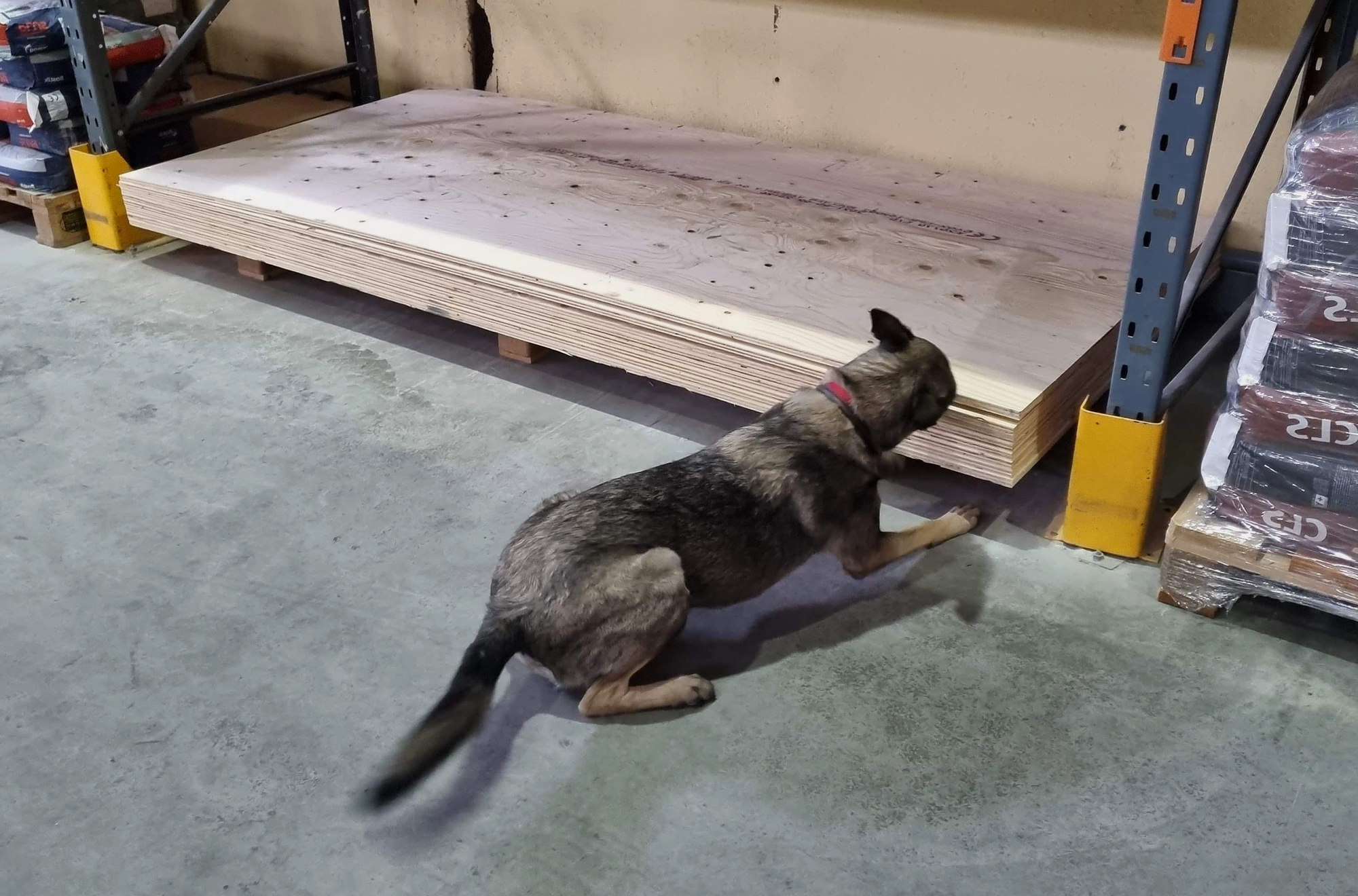 Schäfern Aika markerar en gömma mellan några gipsplattor under en specialsökträning.