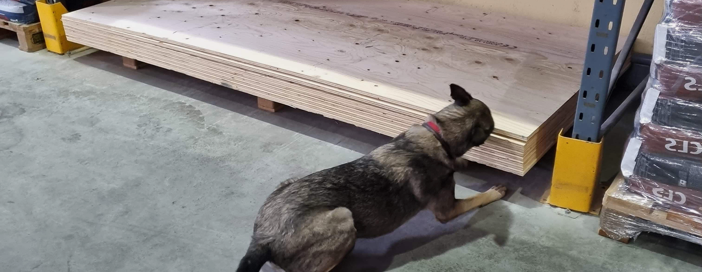 Schäfern Aika markerar en gömma mellan några gipsplattor under en specialsökträning.