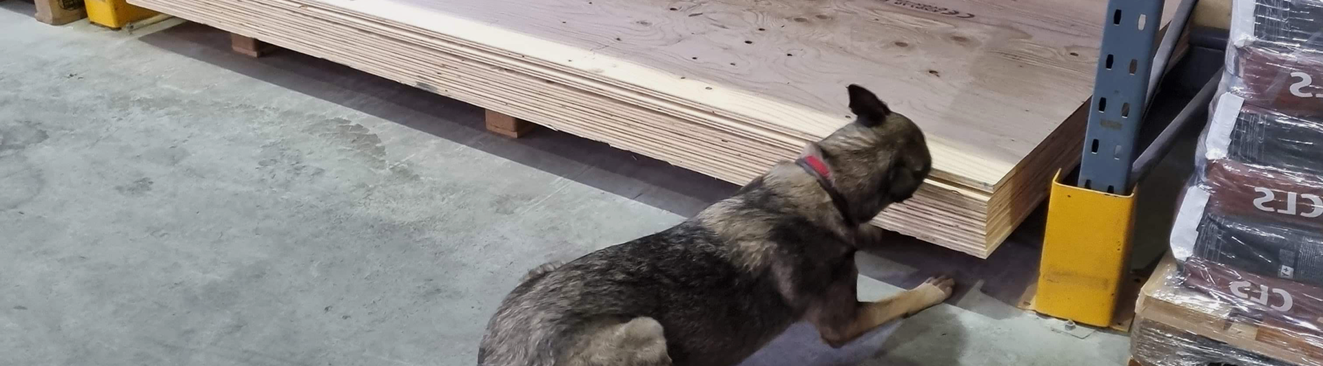 Schäfern Aika markerar en gömma mellan några gipsplattor under en specialsökträning.