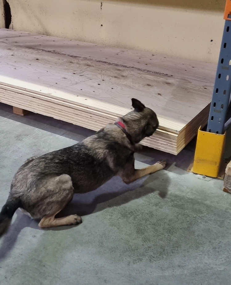 Schäfern Aika markerar en gömma mellan några gipsplattor under en specialsökträning.