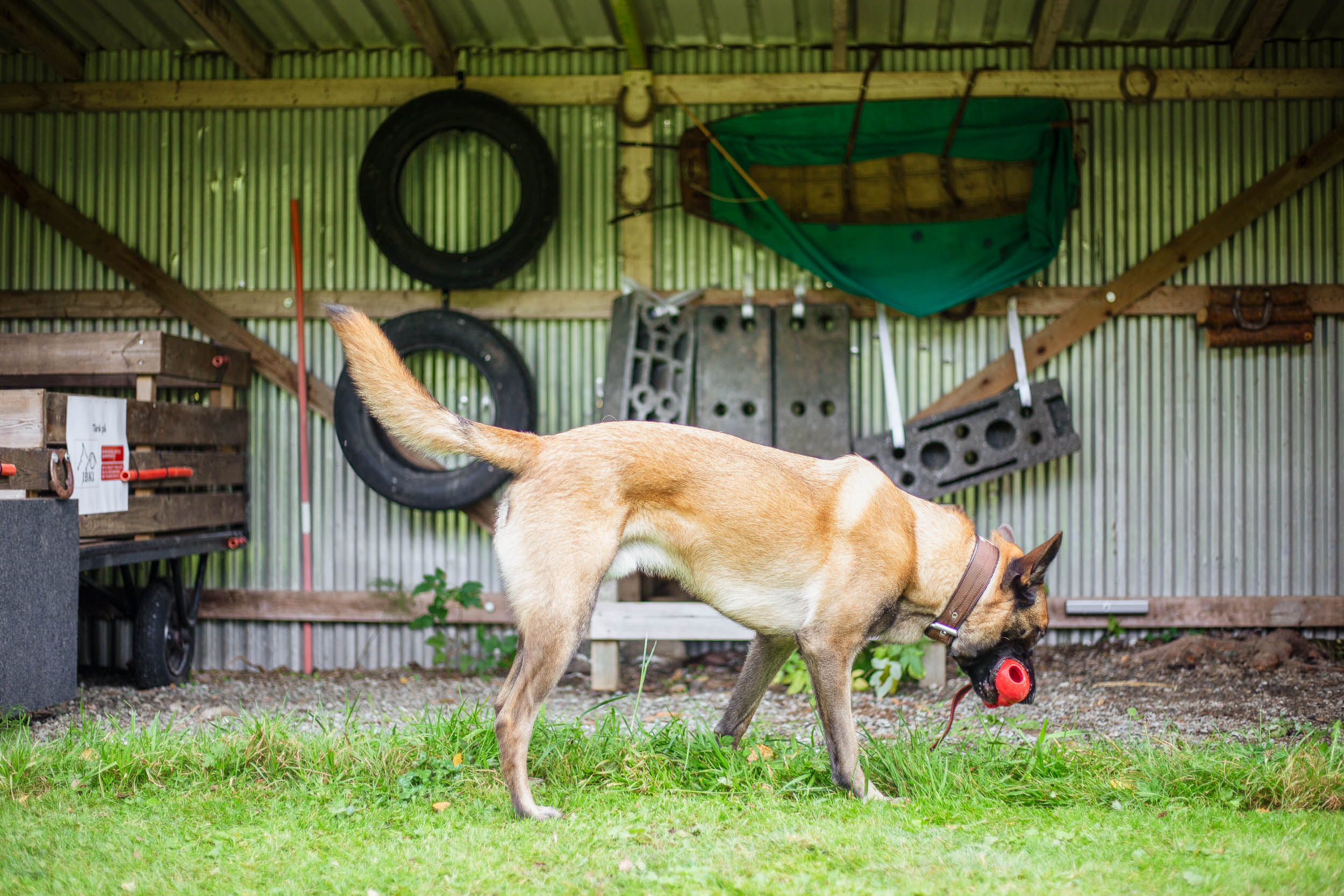 Hund kör specialsök