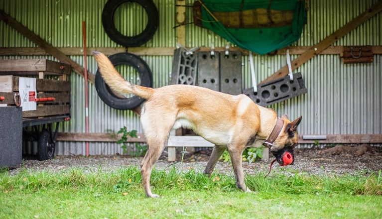 Hund kör specialsök