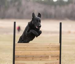 Svart schäfer hoppar över lydnadshinder