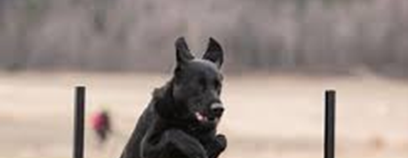 Svart schäfer hoppar över lydnadshinder