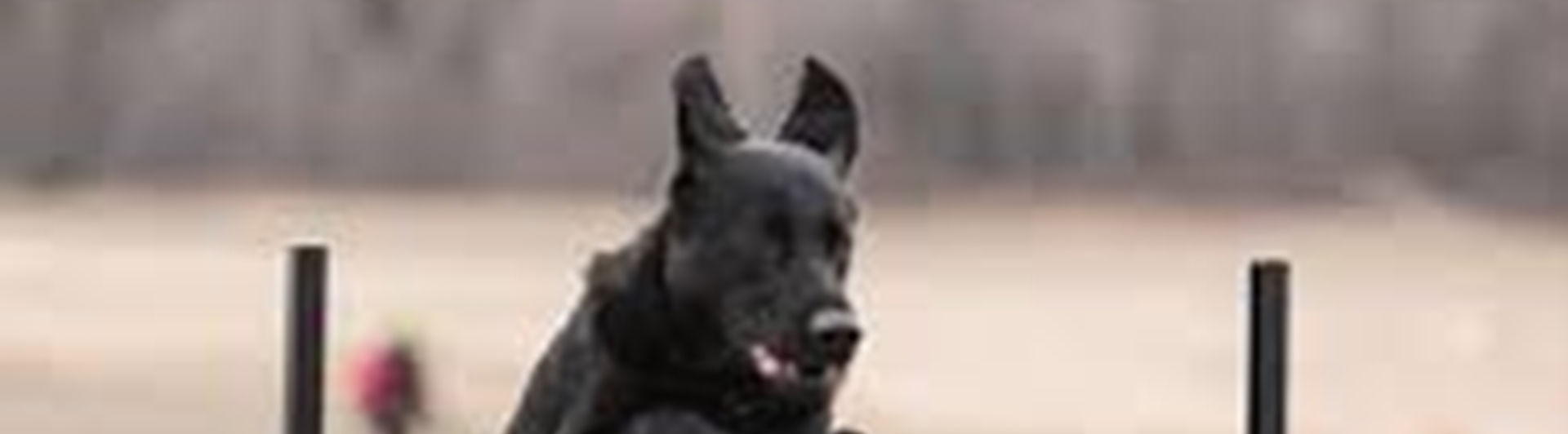 Svart schäfer hoppar över lydnadshinder