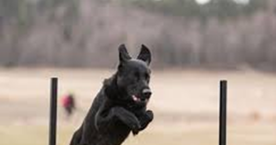 Svart schäfer hoppar över lydnadshinder