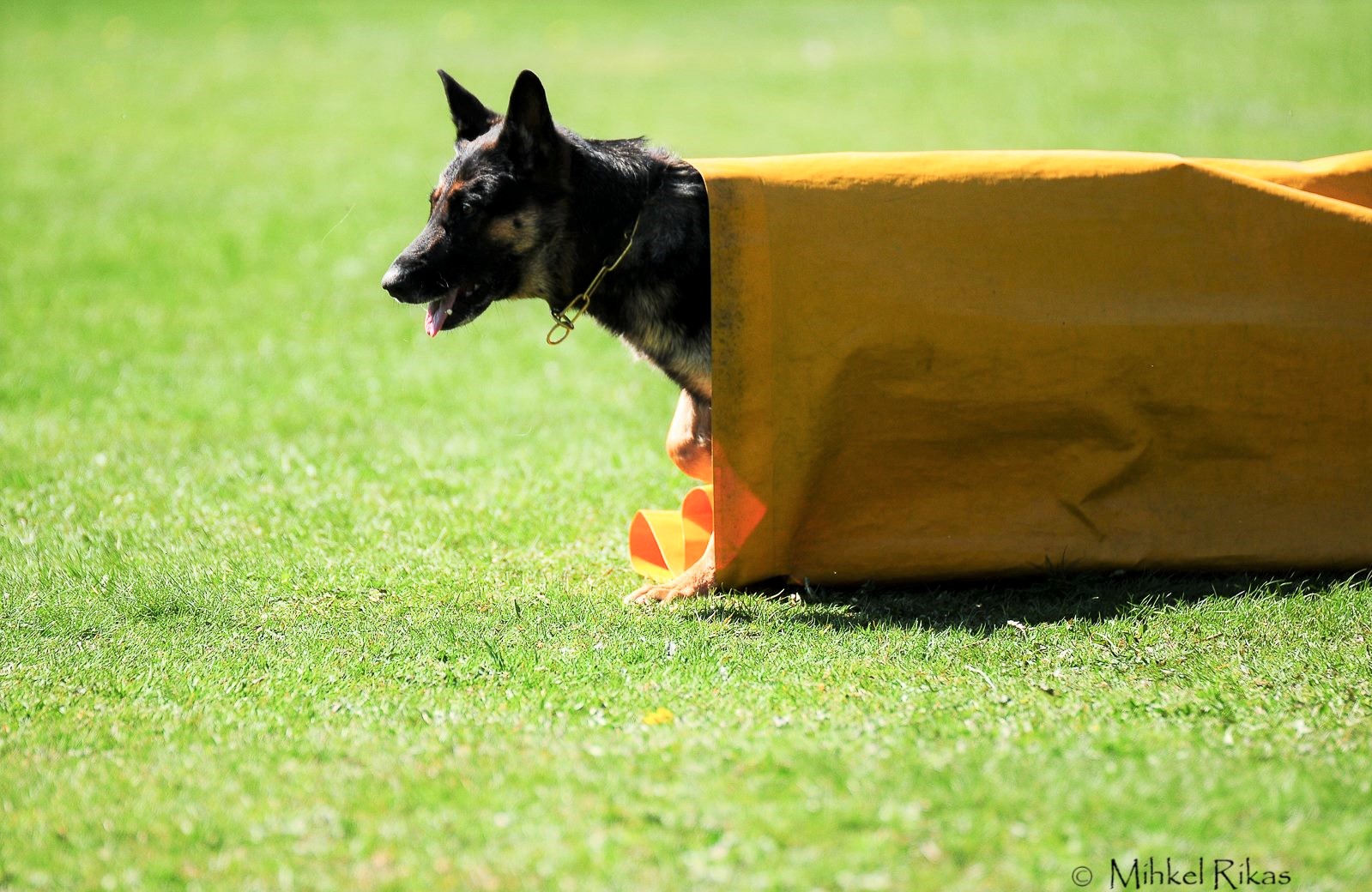 Hund ur tunnel IPO-R