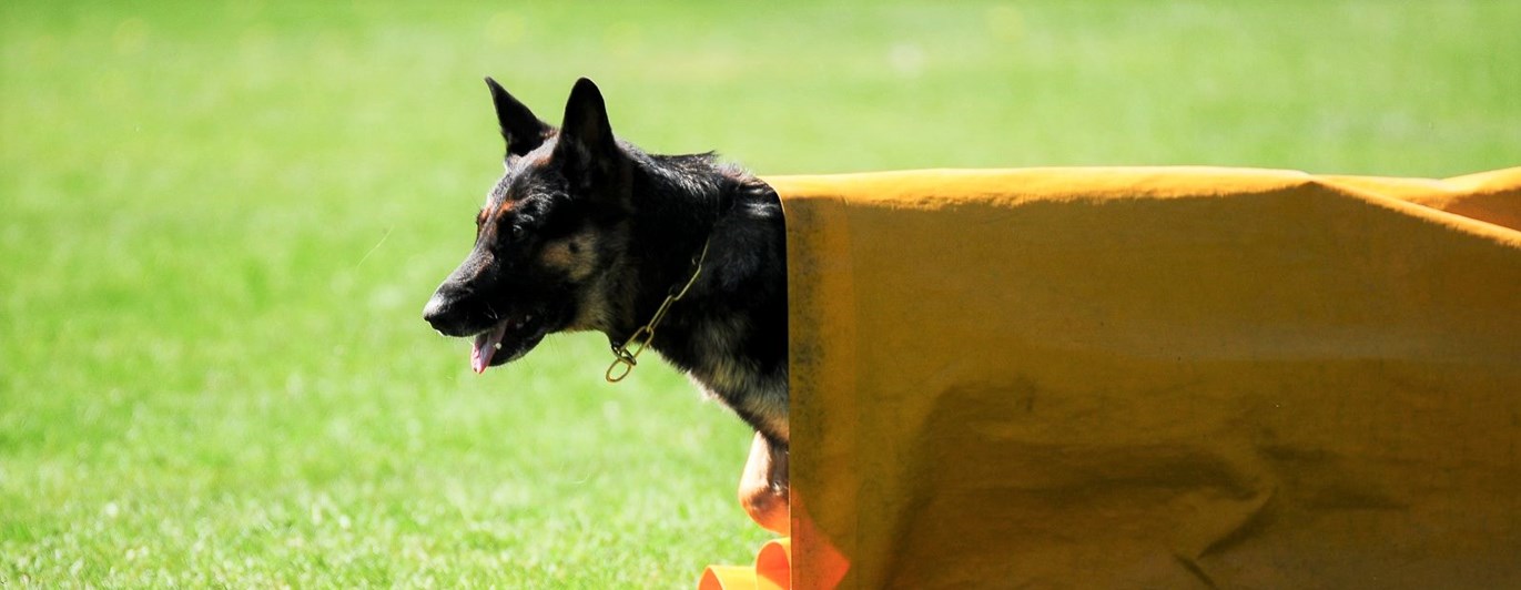 Hund ur tunnel IPO-R