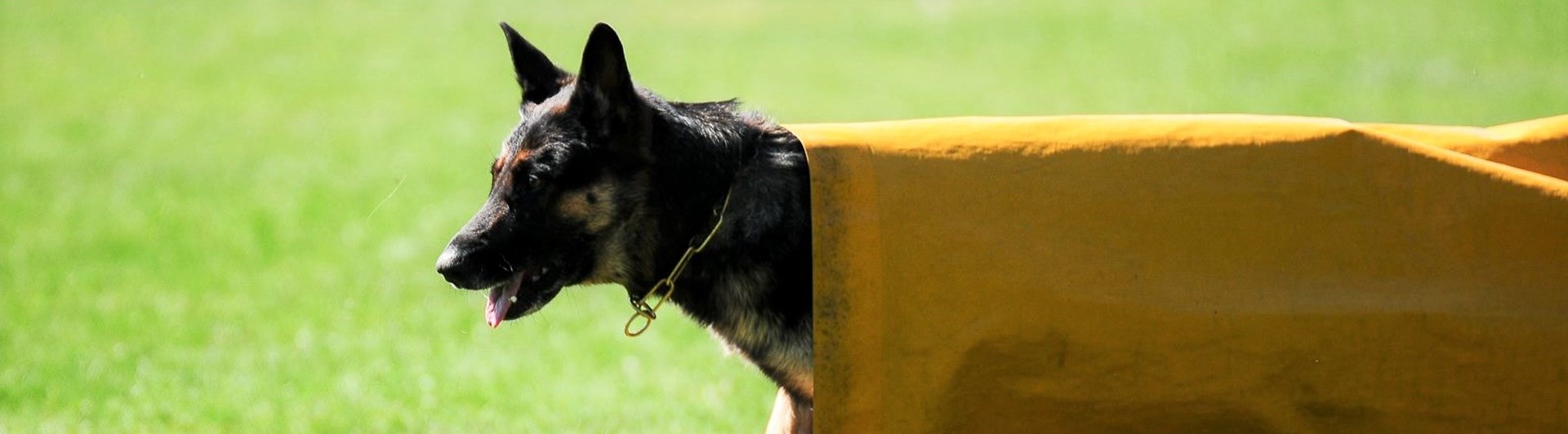 Hund ur tunnel IPO-R