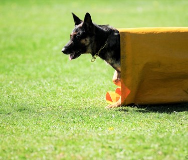 Hund ur tunnel IPO-R