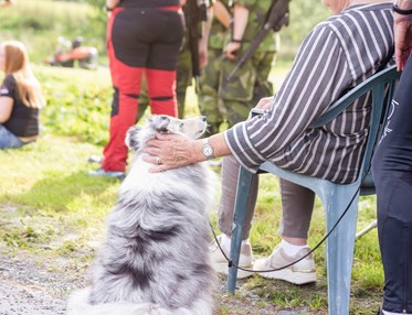 Sheltie