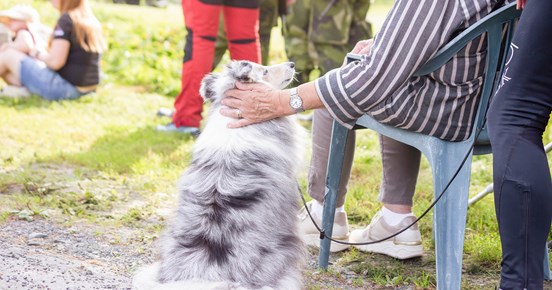 Sheltie