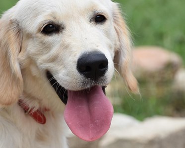 Glad golden retriever med tungan ute