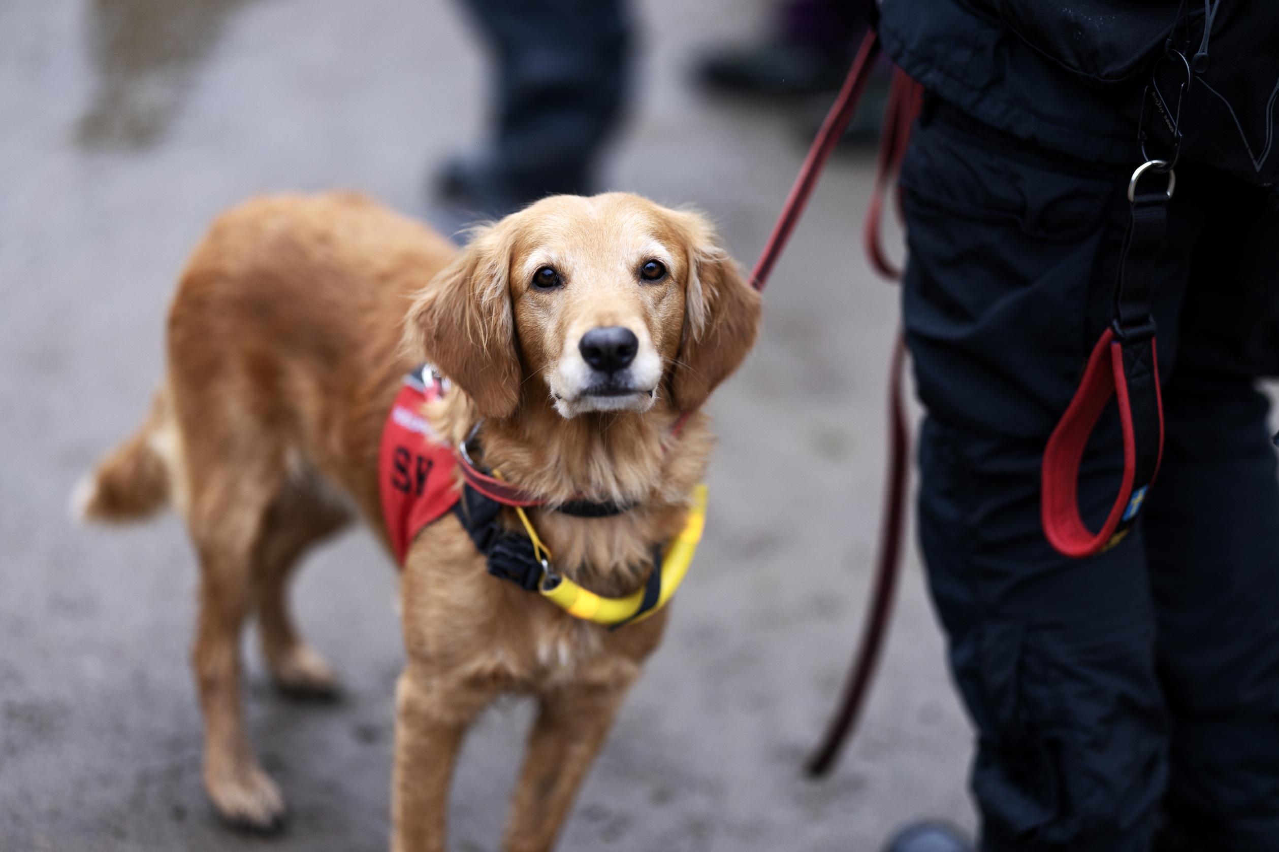 Foto: Nils Petter Nilsson