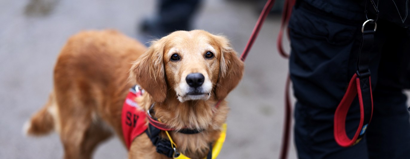 Foto: Nils Petter Nilsson