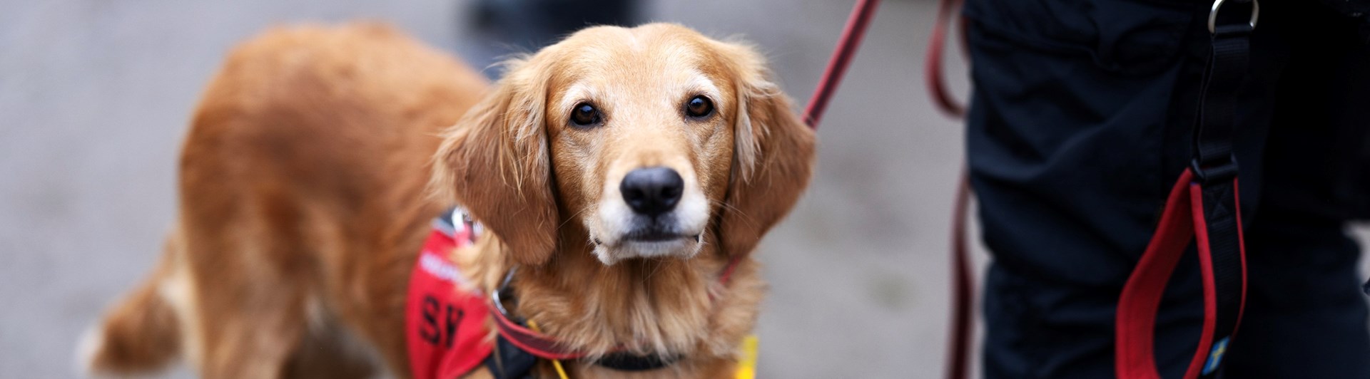 Foto: Nils Petter Nilsson