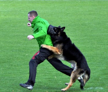 Schäfer i munkorg stöter figurant i rygg