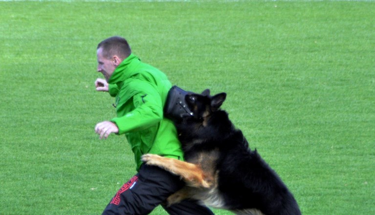 Schäfer i munkorg stöter figurant i rygg