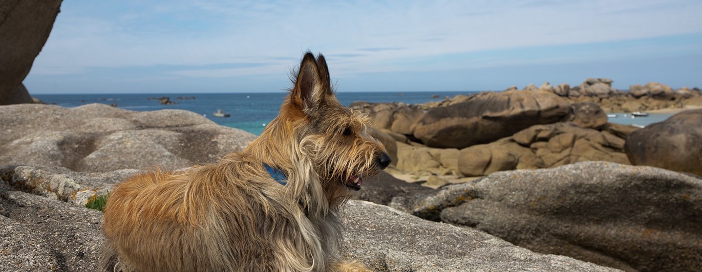 Berger Picard ligger och vilar på klippor