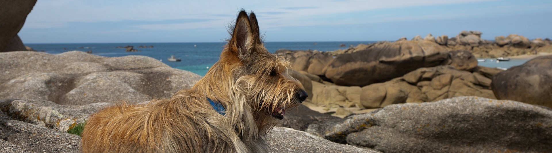 Berger Picard ligger och vilar på klippor