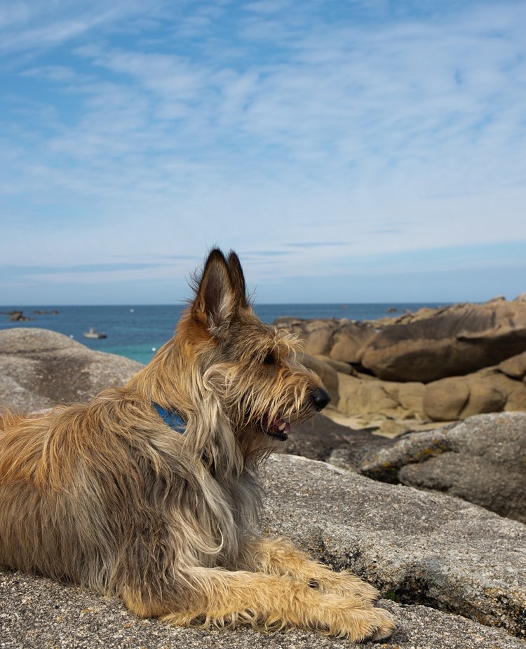 Berger Picard ligger och vilar på klippor