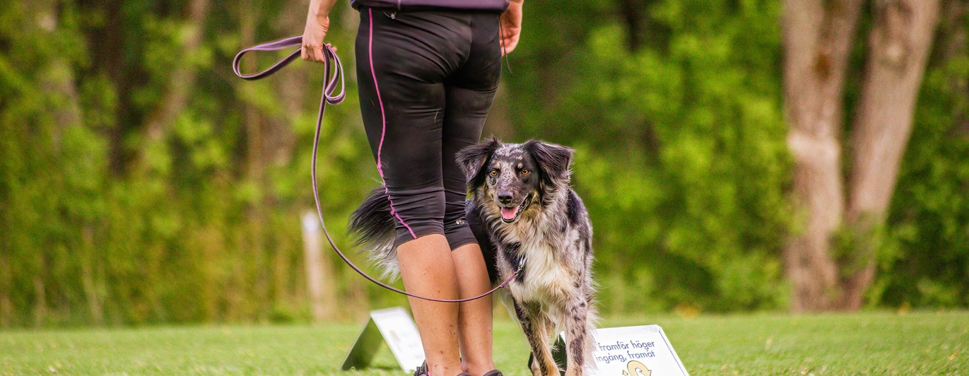 Hund kör Rallylydnad