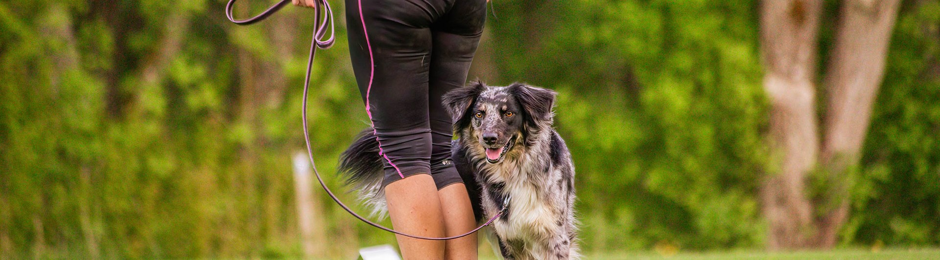 Hund kör Rallylydnad