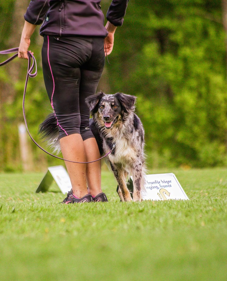Hund kör Rallylydnad