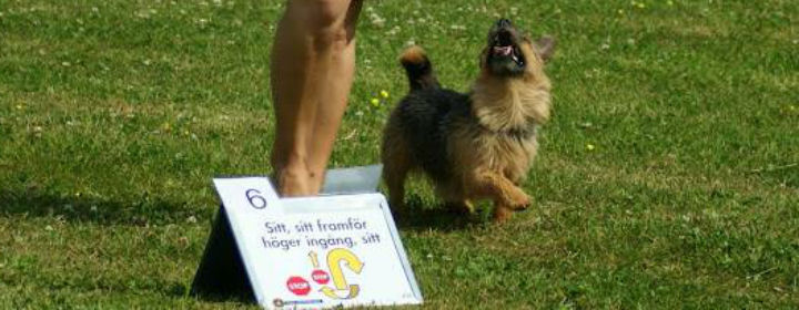 Bild på hund i rallylydnad