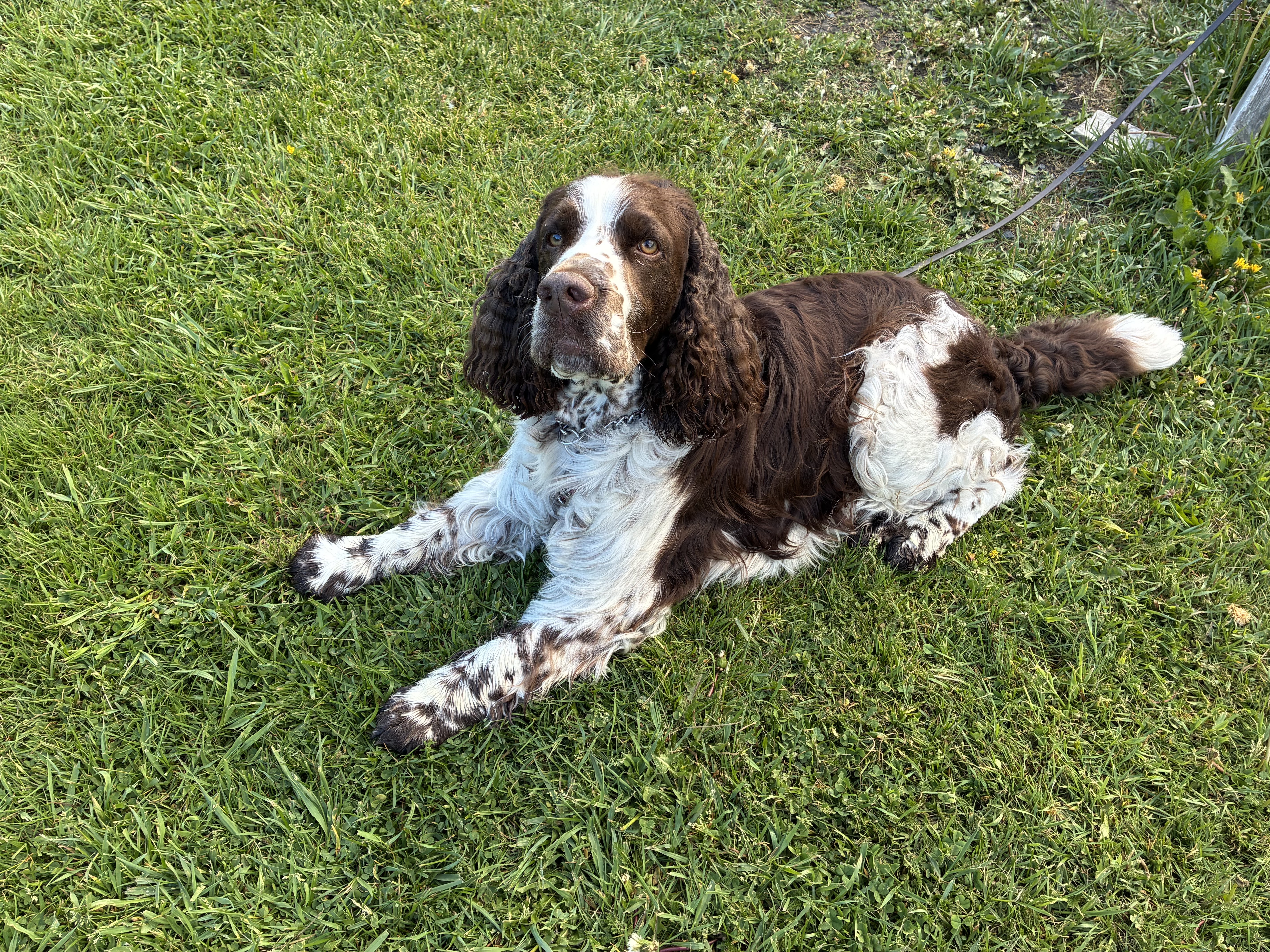 Spaniel liggande på gräsplan