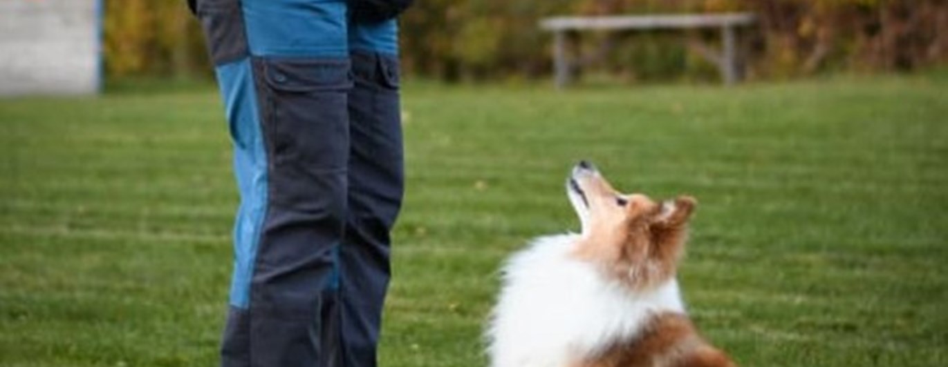 Hund tränar Rallylydnad