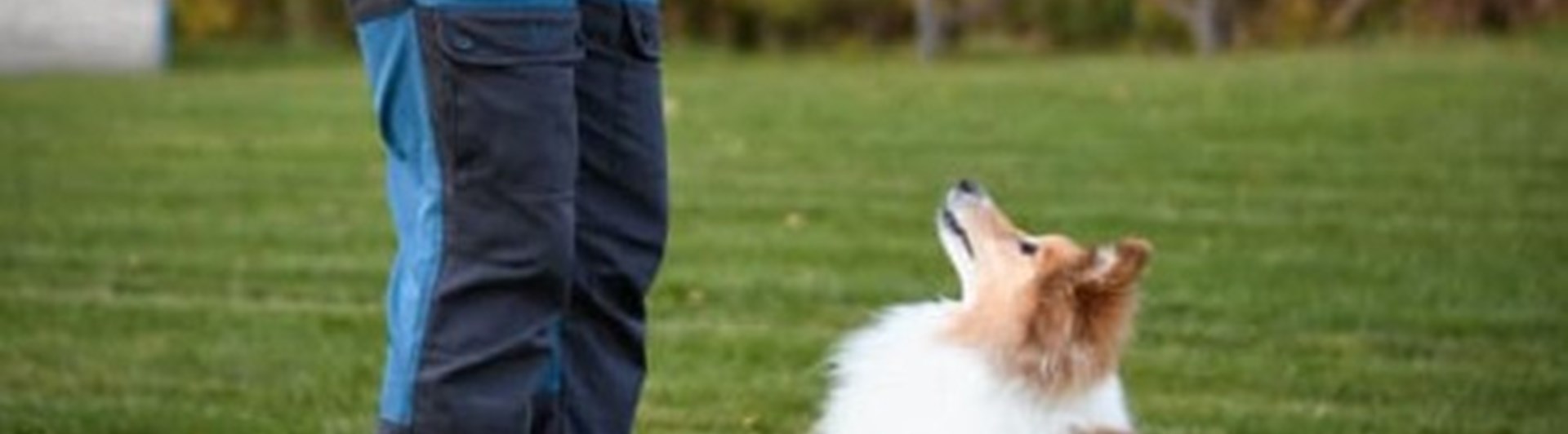 Hund tränar Rallylydnad