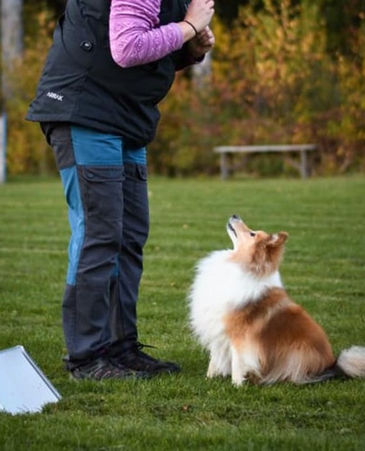 Hund tränar Rallylydnad
