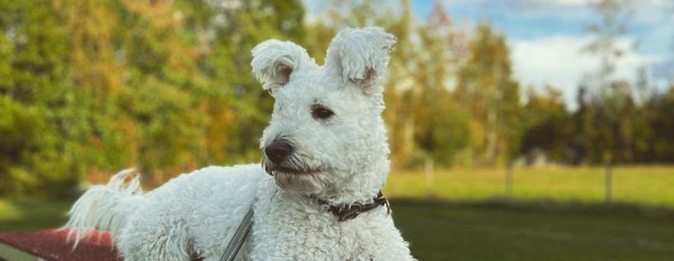 Pumi på Agility hinder