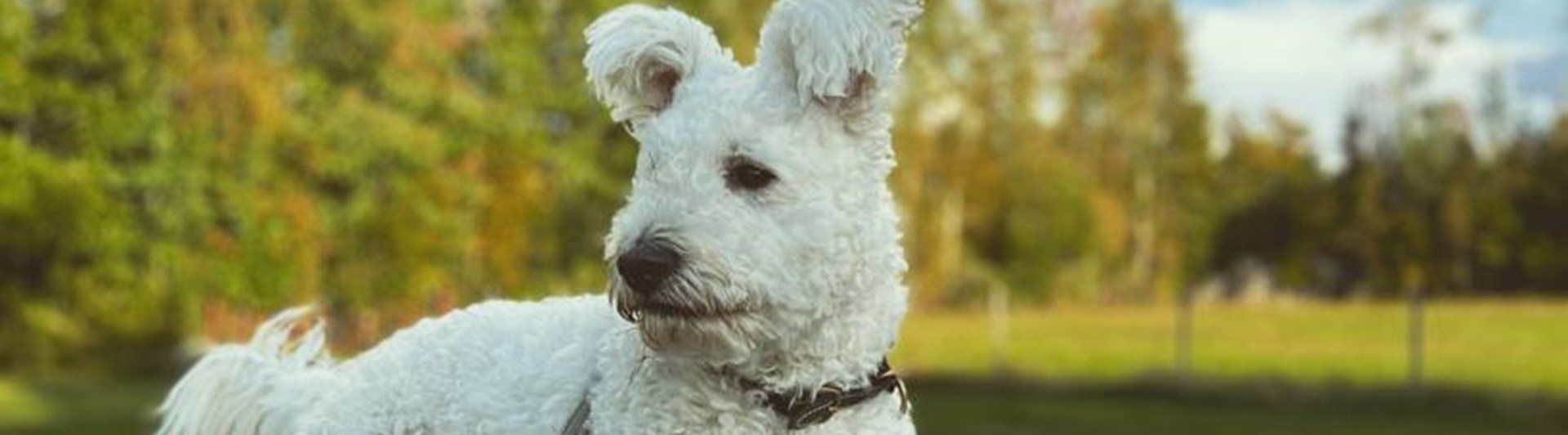 Pumi på Agility hinder