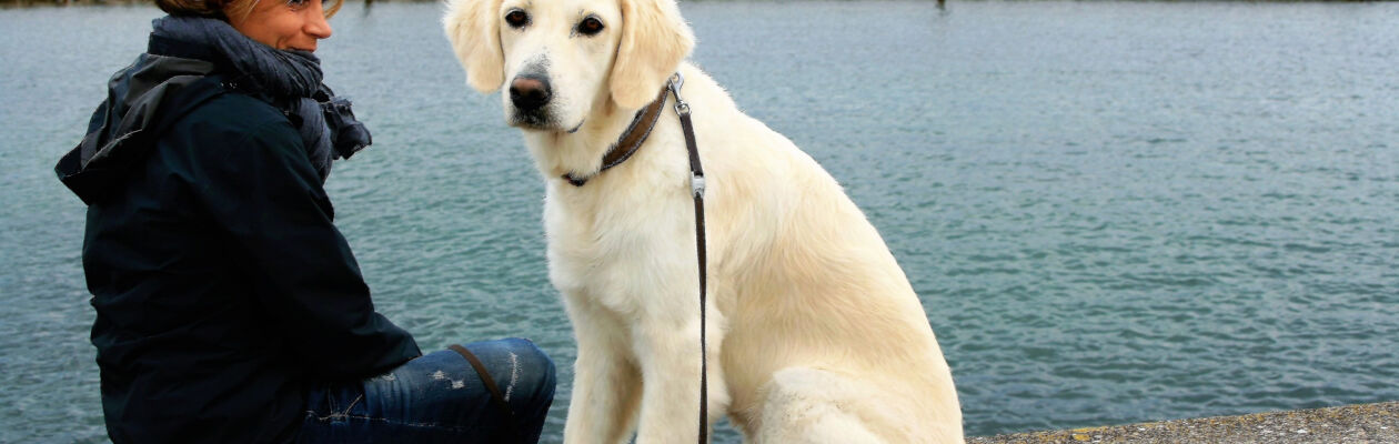 Ljus, ung, golden retriever sittande på en brygga 