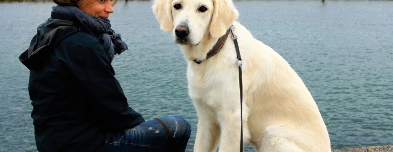 Ljus, ung, golden retriever sittande på en brygga