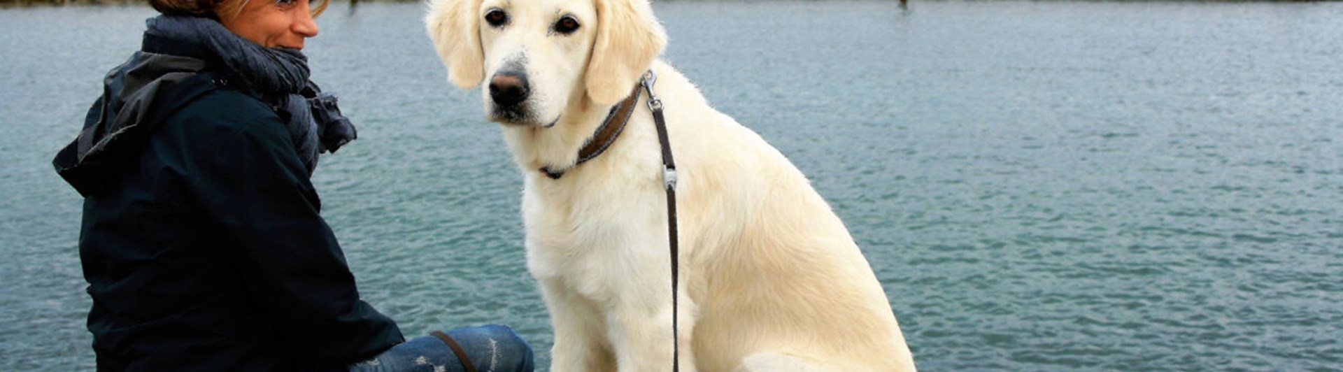 Ljus, ung, golden retriever sittande på en brygga