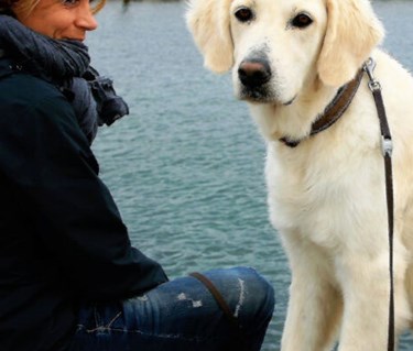 Ljus, ung, golden retriever sittande på en brygga