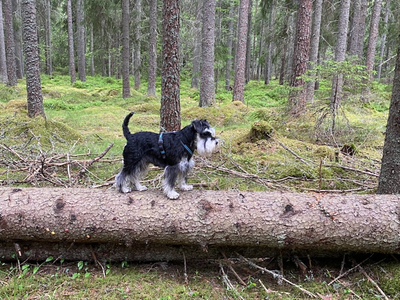 Hund som går på ett liggande träd