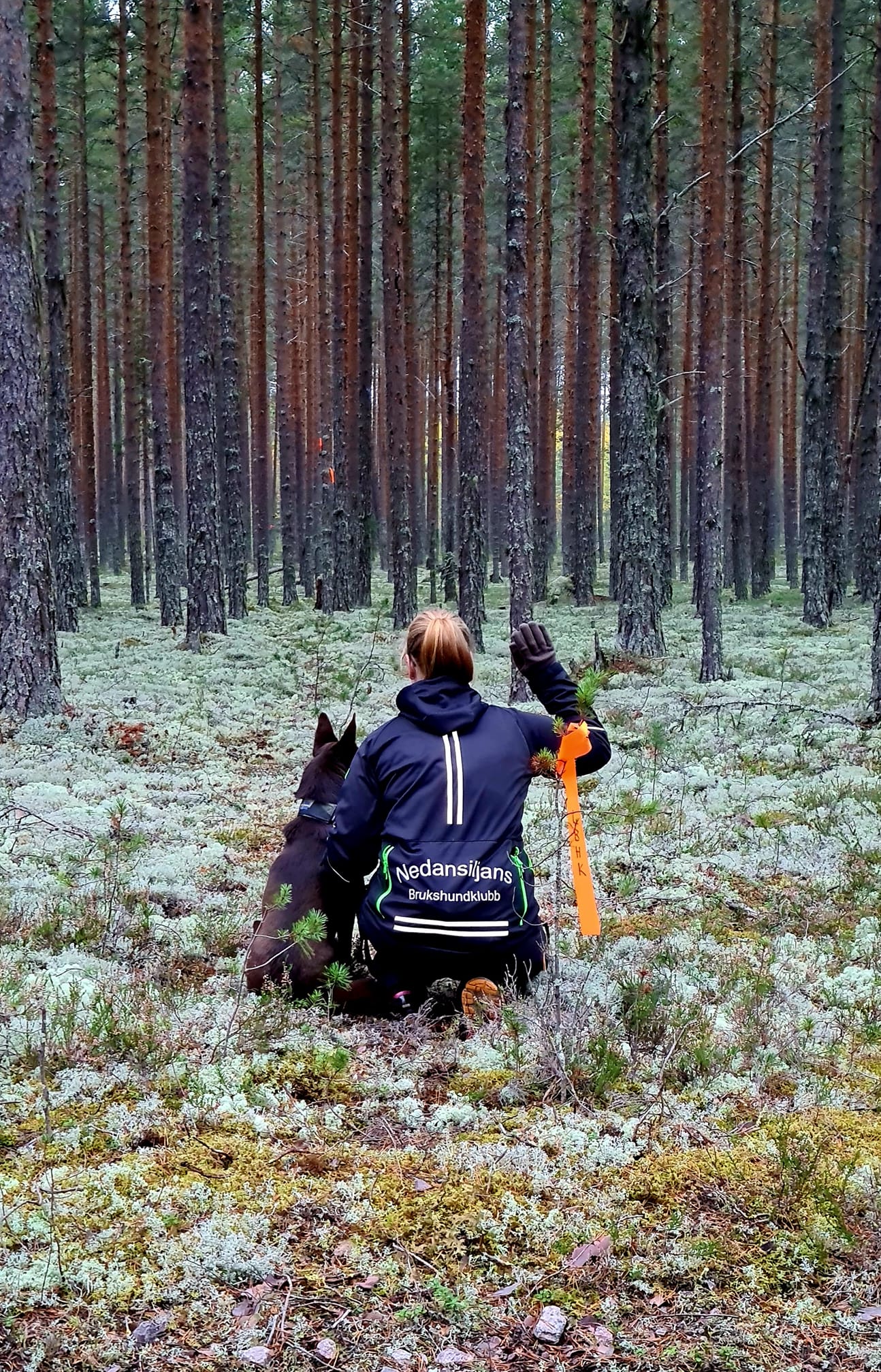 Tjänstehundsektorn (1)