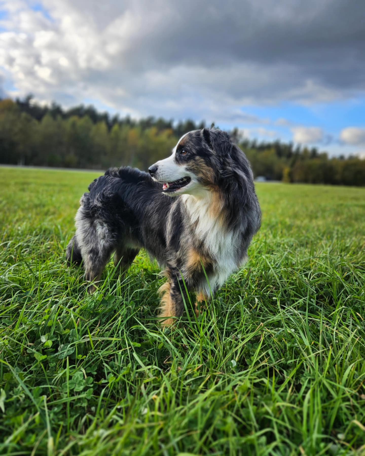 Hund som står på ett grönt fällt