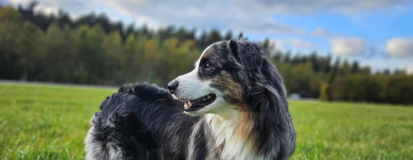 Hund som står på ett grönt fällt