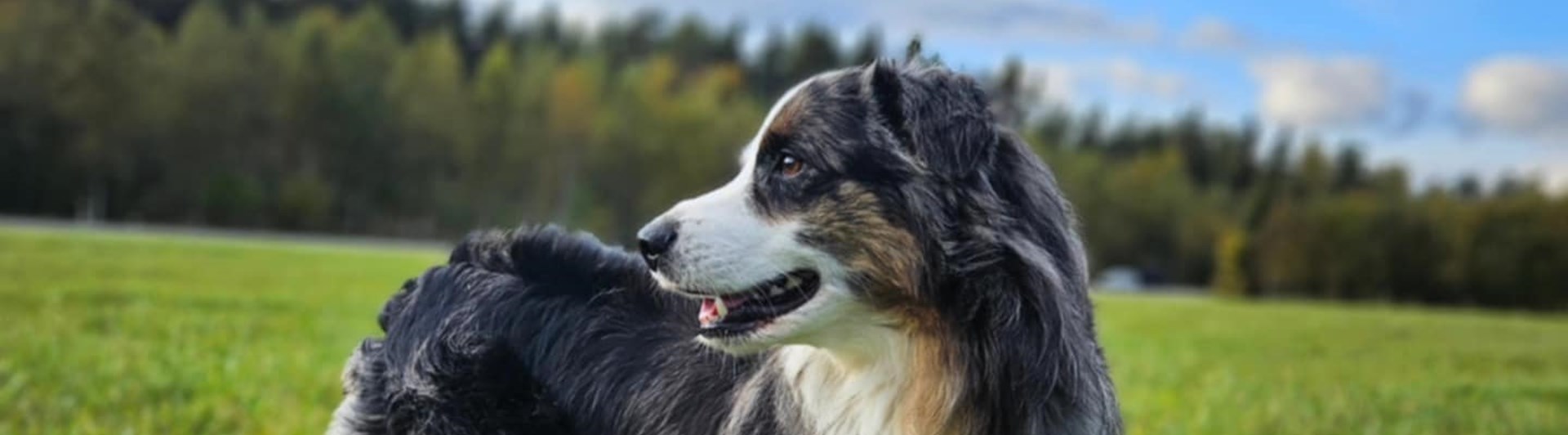 Hund som står på ett grönt fällt