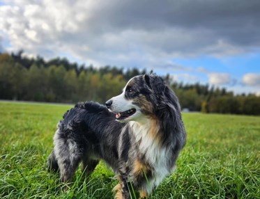 Hund som står på ett grönt fällt