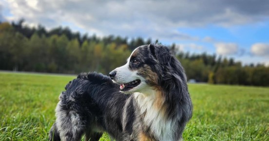 Hund som står på ett grönt fällt